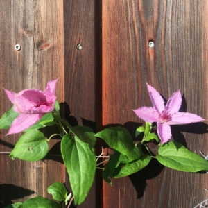 Lisa, die rosa Clematis